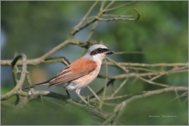 <p>ŤUHÝK OBECNÝ (Lanius collurio) /Red-backed shrike - Neuntöter/</p>